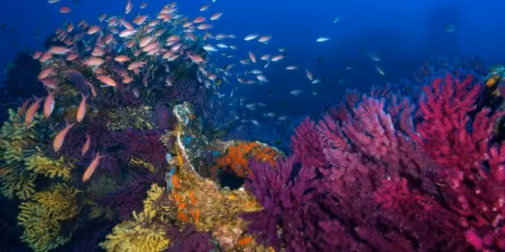 Ambiance Pont Donator, Anthias