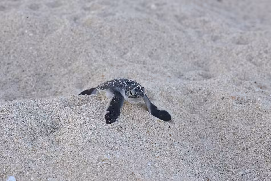 Tortue Guadeloupe Nicolas Barraqué(1)