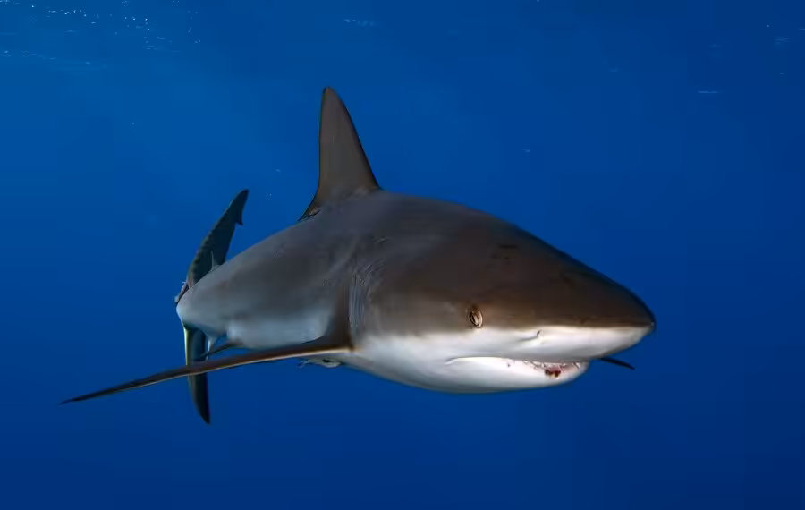 Nicolas Barraque Cuba Jardin De La Reine Decembre 2021 Requin Caraibe Carcharhinus Perezii Nic 1872 900x570