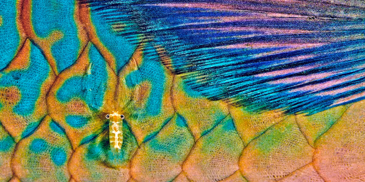 Détails colorés d'un poisson dans un habitat corallien sous-marin vibrant et diversifié.