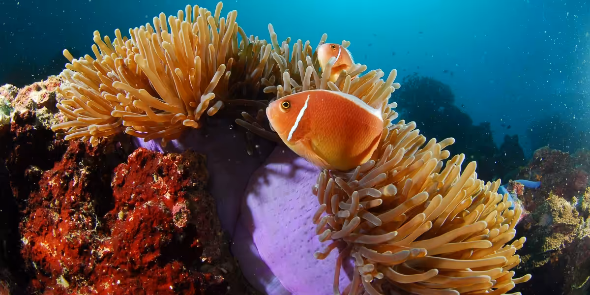 Poissons clown se cachant dans des anémones colorées au fond marin. Écosystème sous-marin vibrant.