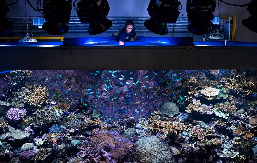 Submerged Conscience