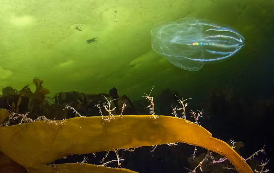 Firstplace Oceancritters Viktor Lyagusskin Georgia 900x570