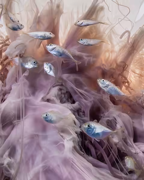 Honourablemention Oceancritters Aunk Horwang Thailand