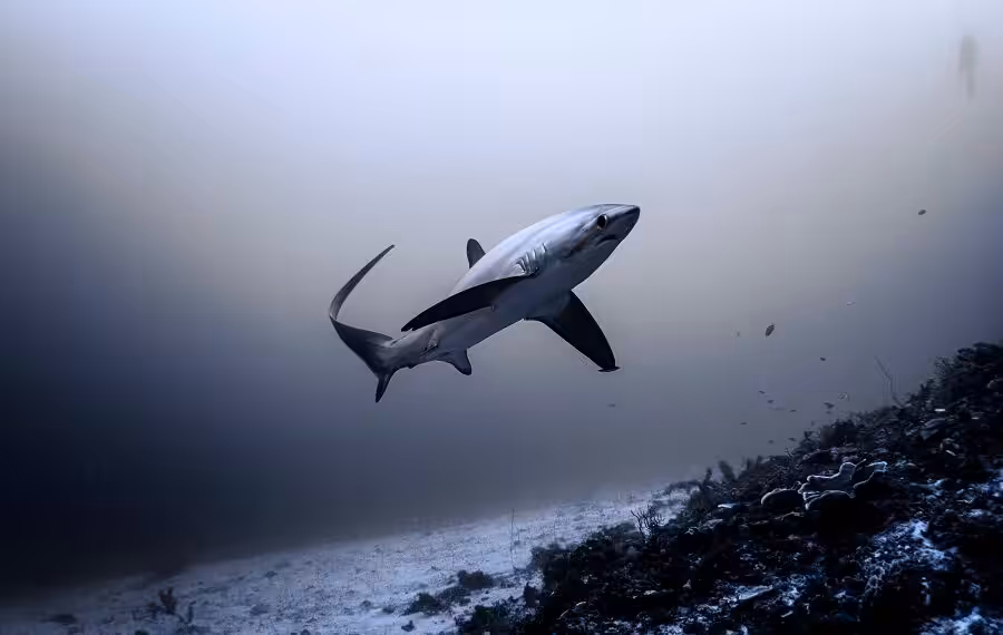 Plongez Malapascua 2 900x570