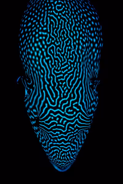 Plongez Malapascua 24