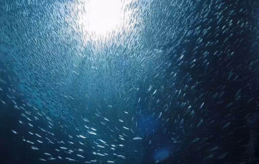Sardines 900x570