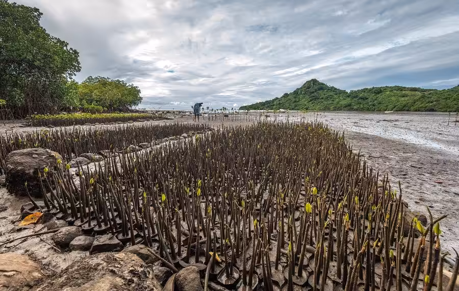 Mangrove Seedlings