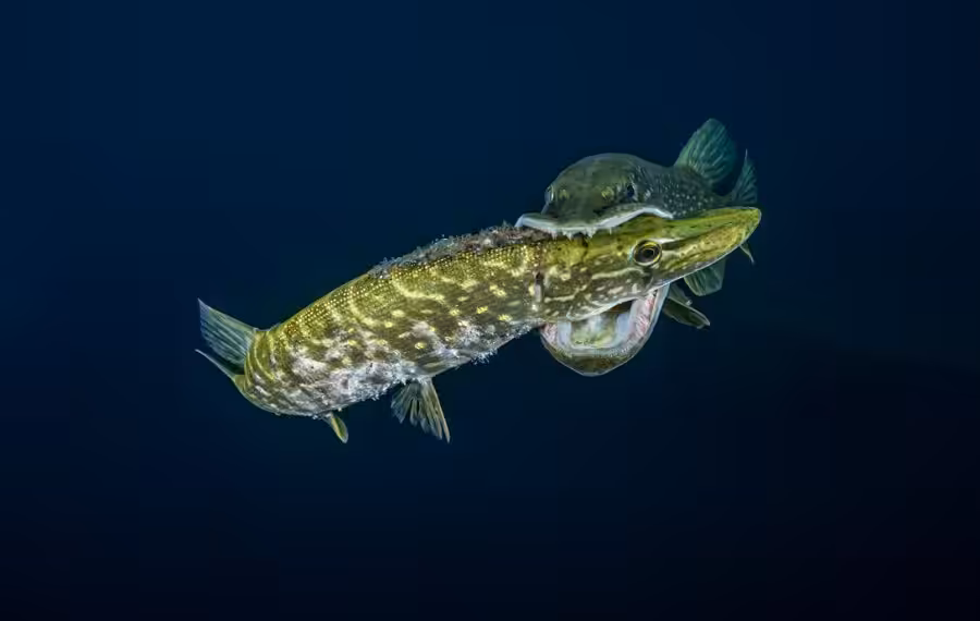 01 Lionel Houdet 84 Mo2 900x570