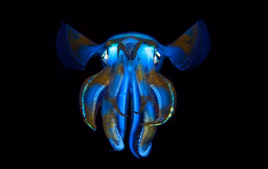 01 Luc Rooman Squid2 900x570