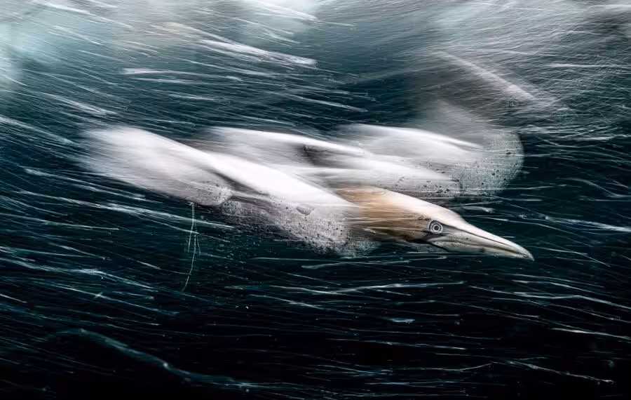 02 Henley Spiers Gannet Storm2 900x570