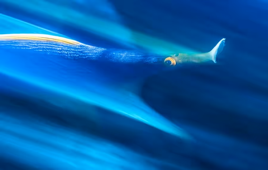 02 Henley Spiers Ribbon Roar2 900x570