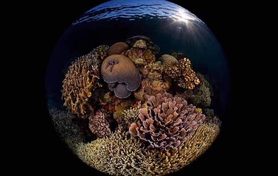 03 Enrico Somogyi 032 900x570