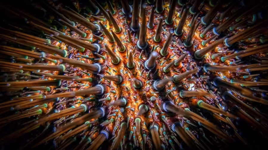 07 Oursin Violet Pierre Jean Beaux2