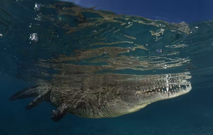 Nicolas Barraque Cuba Jardin De La Reine Decembre 2021 Crocodile De Cuba Crocodylus Rhombifer Nic 1638 900x570