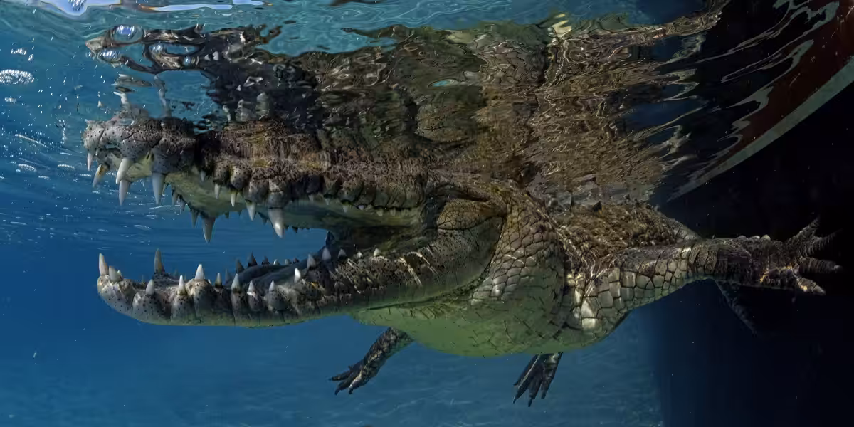 Crocodile nageant sous l'eau, illustrant la faune marine fascinante et diversifiée.
