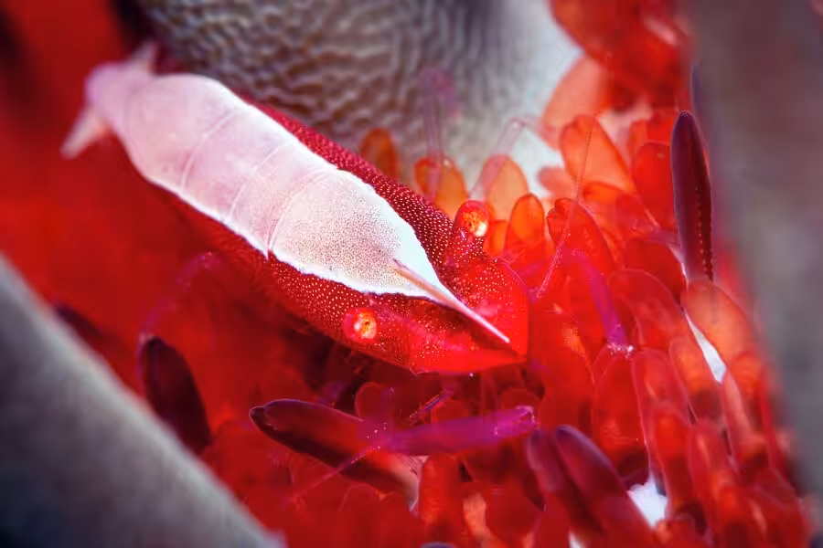 02nd Macro Cedric Peneau 900x600