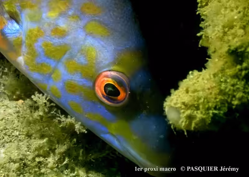 1 M Pasquier Jeremy Red 40 800x570