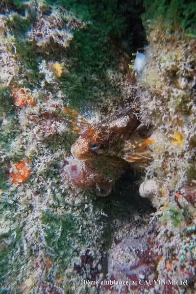 10 A Cauvin Michel Red 40