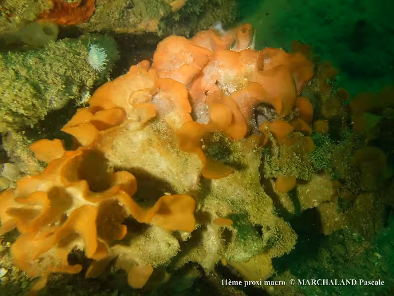 11m Marchaland Pascale Red 40