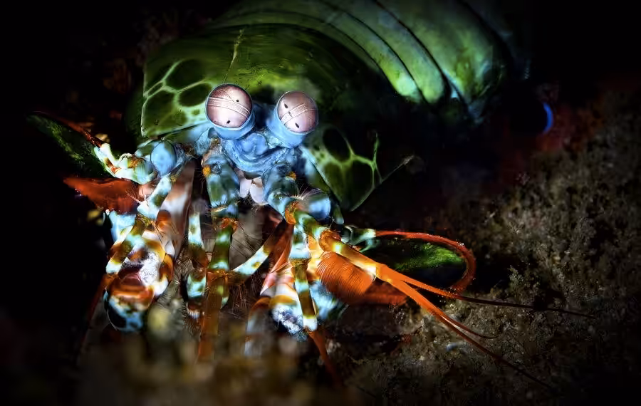 1rst Macro Didier Pasquini 900x570