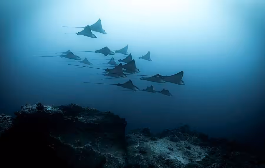 1rst Wide Angle . Rahul Chekhooreejpg 900x570