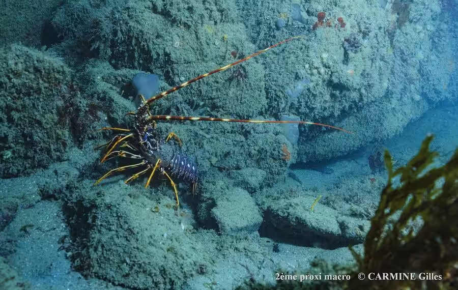 2 M Carmine Gilles Red 40 900x570