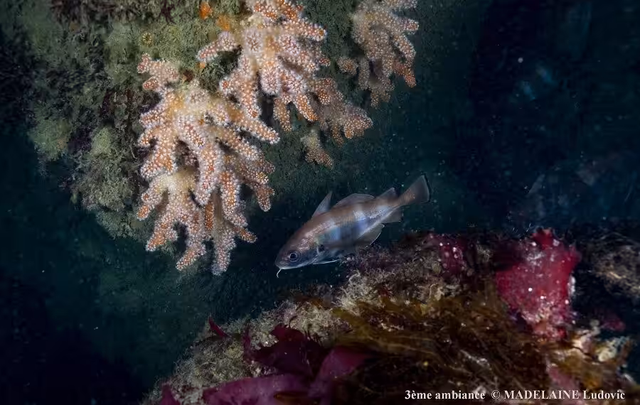 3 A Madelaine Ludovic Red 40 900x570