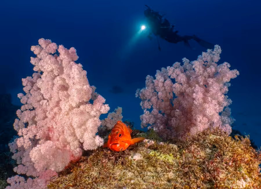 3rd Wide Angle Esther Rambert