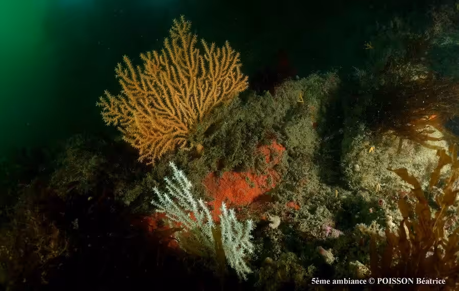 5 A Poisson Beatrice Red 40 900x570