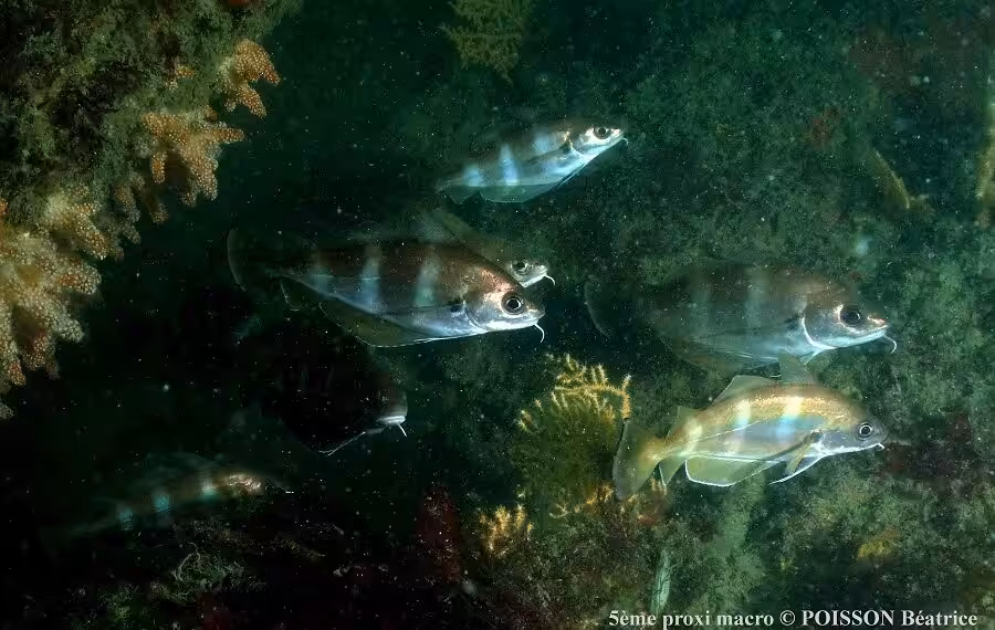 File Written By Adobe Photoshop? 4.0