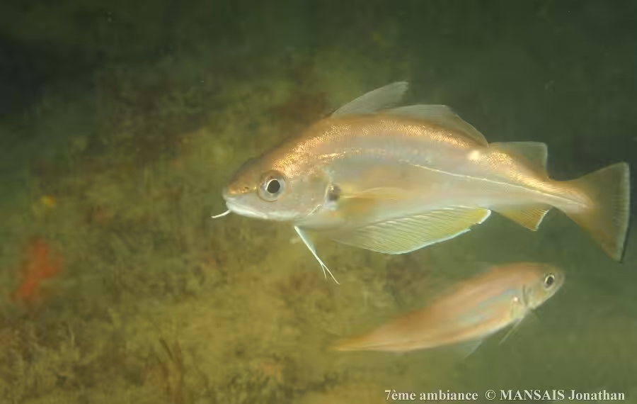 7 A Mansais Jonathan Red 40 900x570