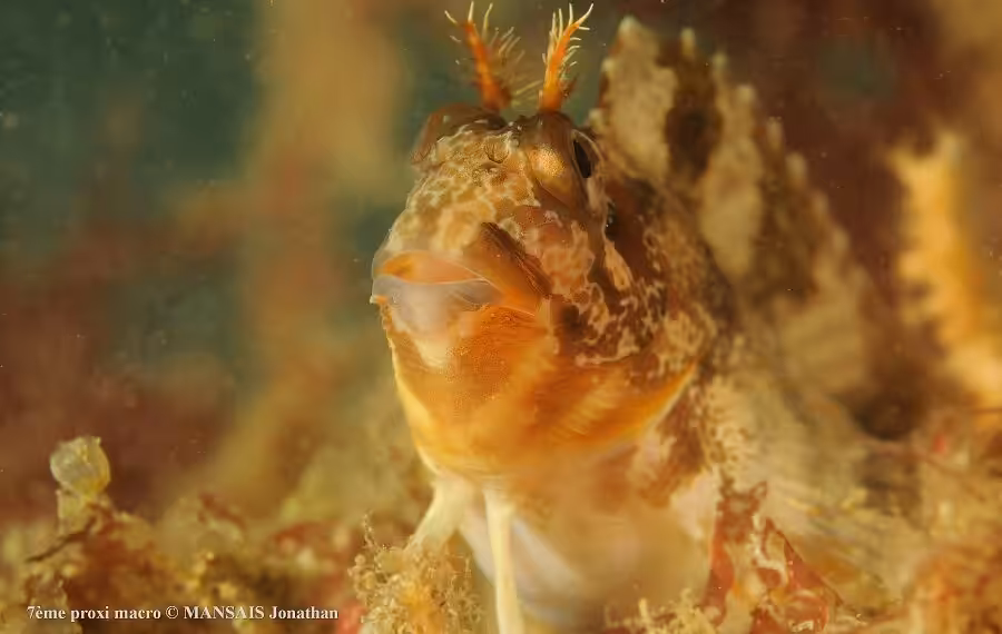 7 M Mansais Jonathan Red 40 900x570