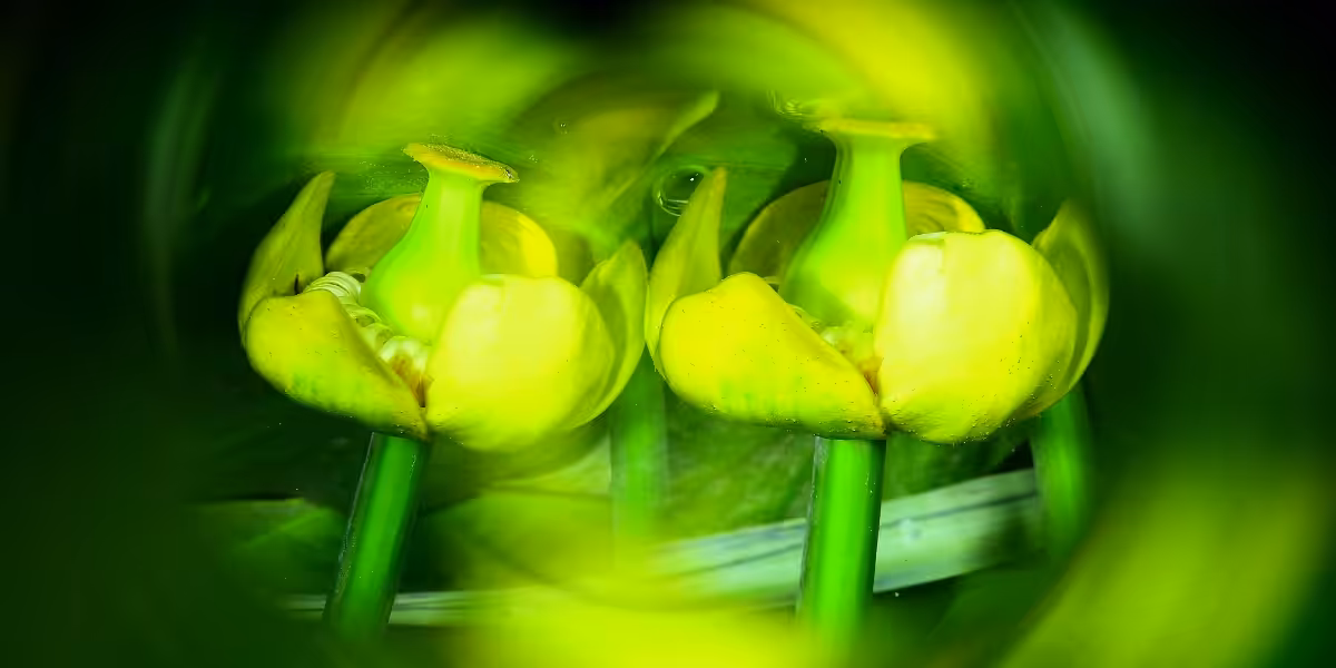 Fleurs marines vibrantes dans un environnement aquatique, illustrant la beauté du monde sous-marin.