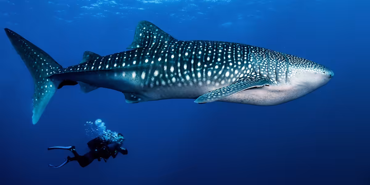 Plongée sous-marine avec un requin baleine majestueux dans l'océan profond.