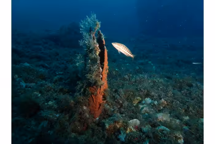 Olympus Digital Camera