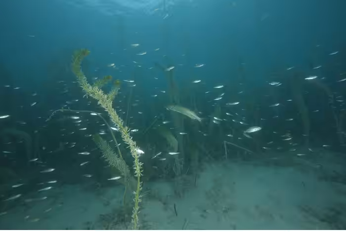 05 A1 Gael Desroches 1