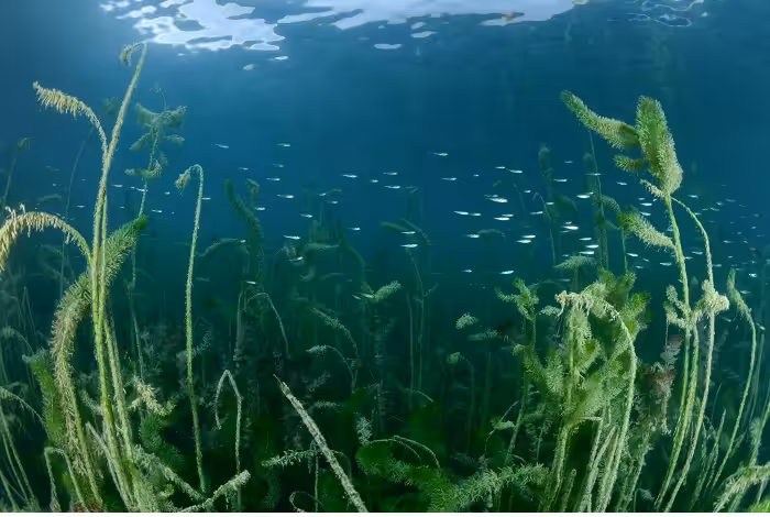 06 A1 Nathalie Monturet