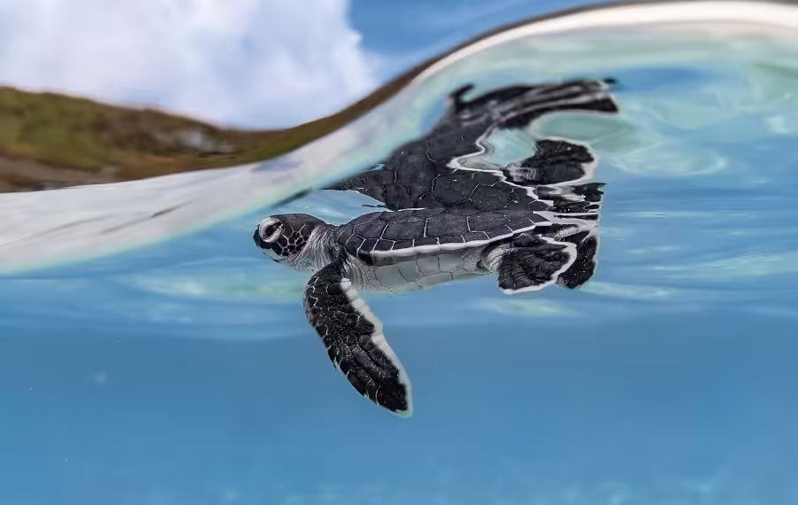 1 Ryuta Ogawa C 900x570