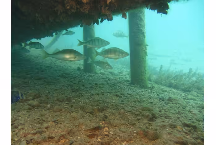 10 A1 Nathalie Tretout