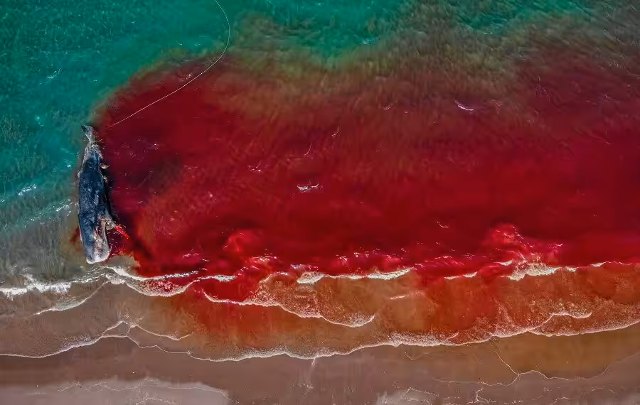 2 Rafael Fernandex Caballero C 900x570