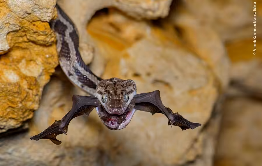 © Fernando Constantino Martinez Belmar 1 Wildlife Photographer Of The Year 900x570