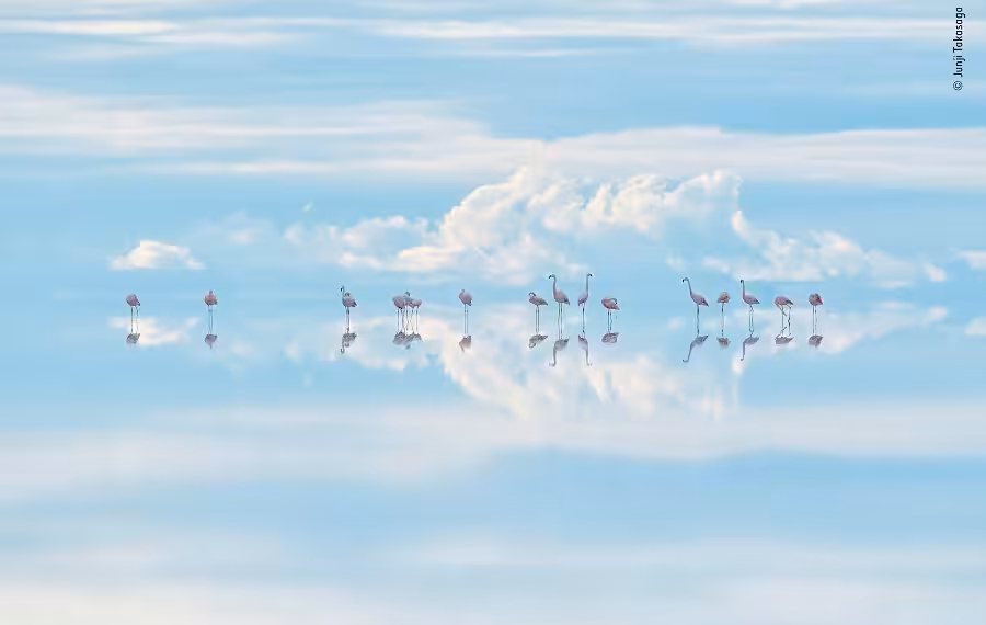 © Junji Takasago Wildlife Photographer Of The Year 900x570