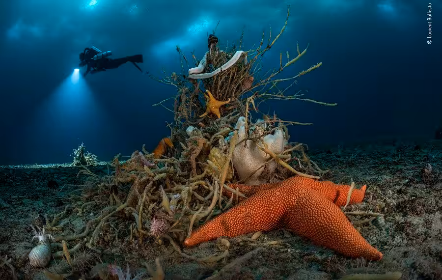 © Laurent Ballesta Wildlife Photographer Of The Year 900x570