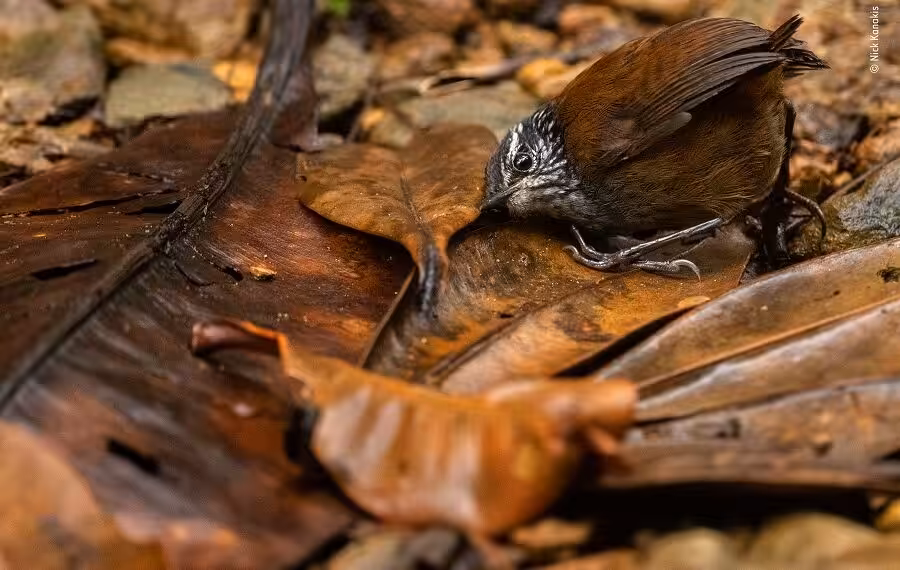 © Nick Kanakis Wildlife Photographer Of The Year 900x570