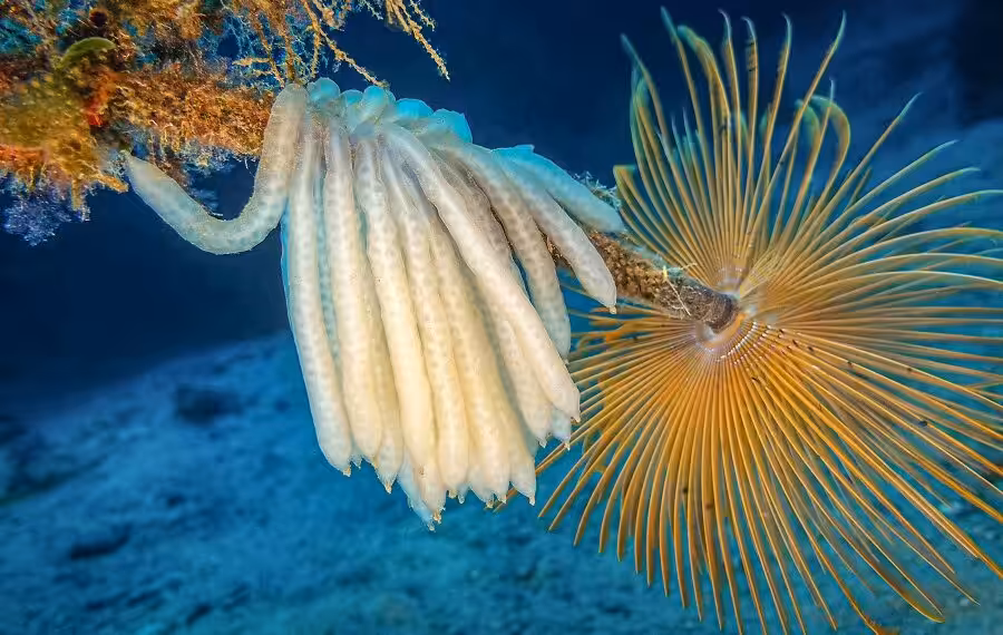 1er Prix Bio Espoirbeauxpierre Jeanpontecalmar 900x570