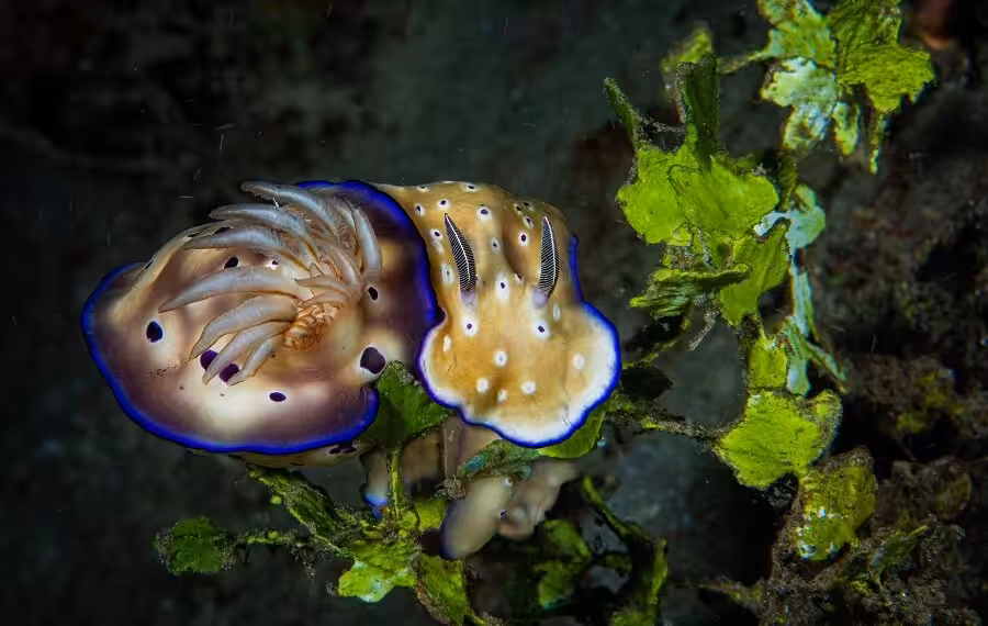 1er Prix Bio Masterdananjean Louisne Plus Faire Quun 900x570