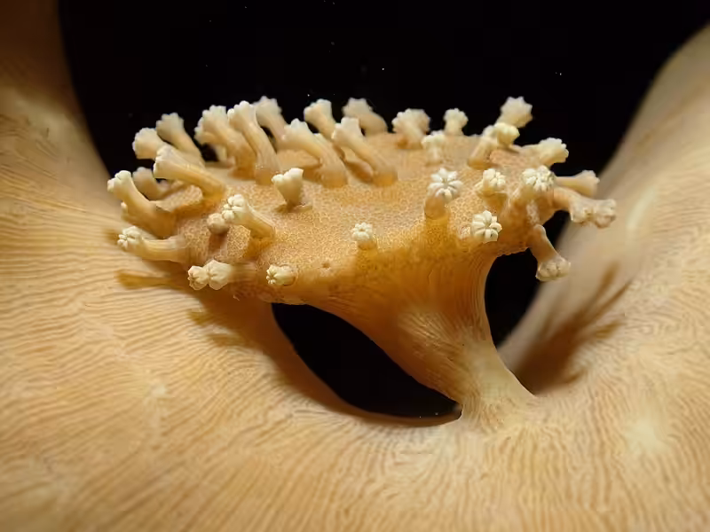 1er Prix Macro Espoirbartalanangeliquecorail Parasol