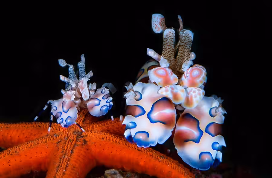 1er Prix Macro Masterpeneaucedriccrevettes Arlequines