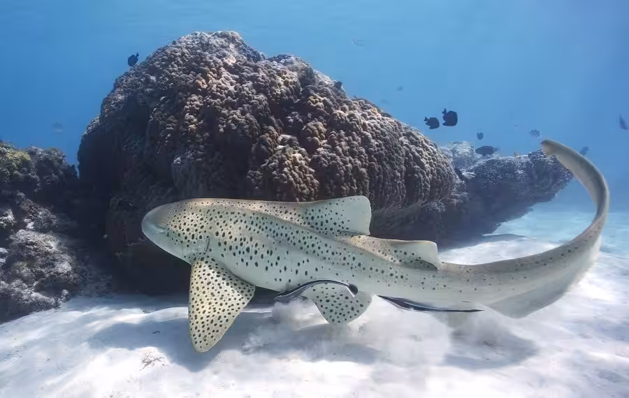 2eme Prix Ambiance Espoirgrimmbertrandleopard 74a9479 900x570